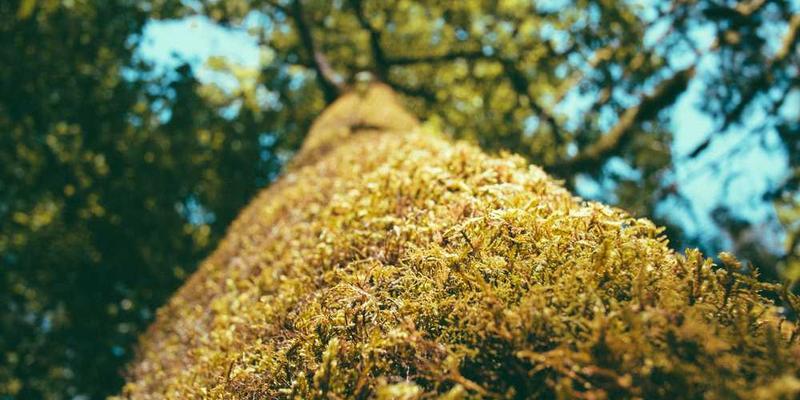 康师傅红烧牛肉面包装和内容展示