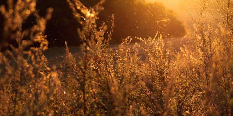 一款时尚的无线耳机和一款小巧的蓝牙音箱