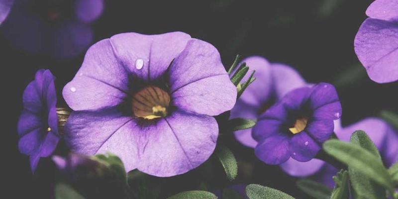 农场景观,包括农场主人和工作人员在劳作,以及牲畜和美丽的自然环境