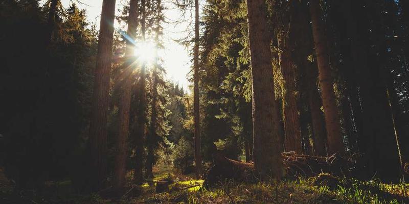 让负责园林修剪的AI学习中国山水画,它开始把灌木丛修剪得“师法自然,留白过多”。