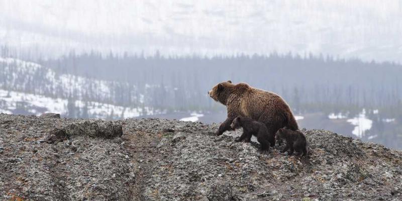 三傻大闹宝莱坞海报说明