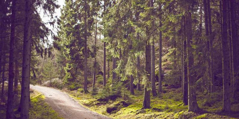 绘画或手工艺作品