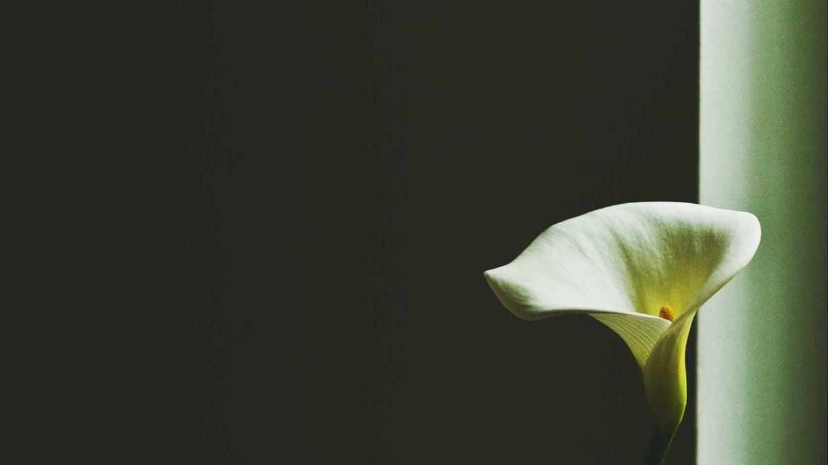 体育数据公司贩卖的“实时高级数据”存在5-10分钟延迟，职业赌徒利用时间差套利。